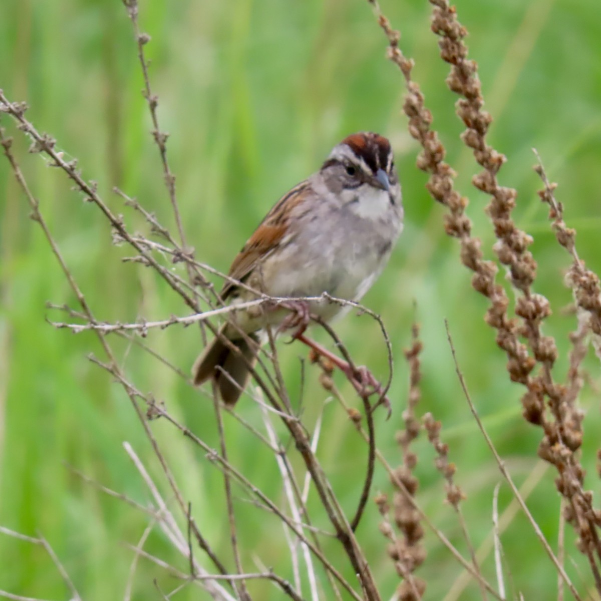 Swamp Sparrow - ML620393918