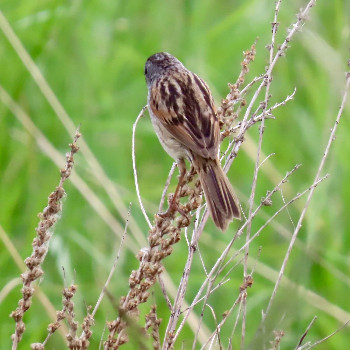 Swamp Sparrow - ML620393919