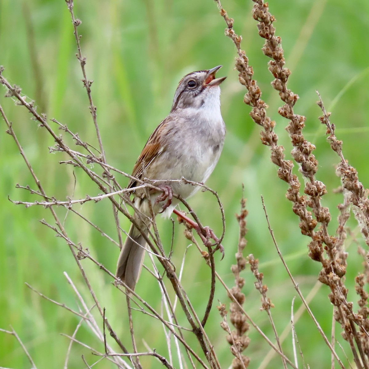 Swamp Sparrow - ML620393920