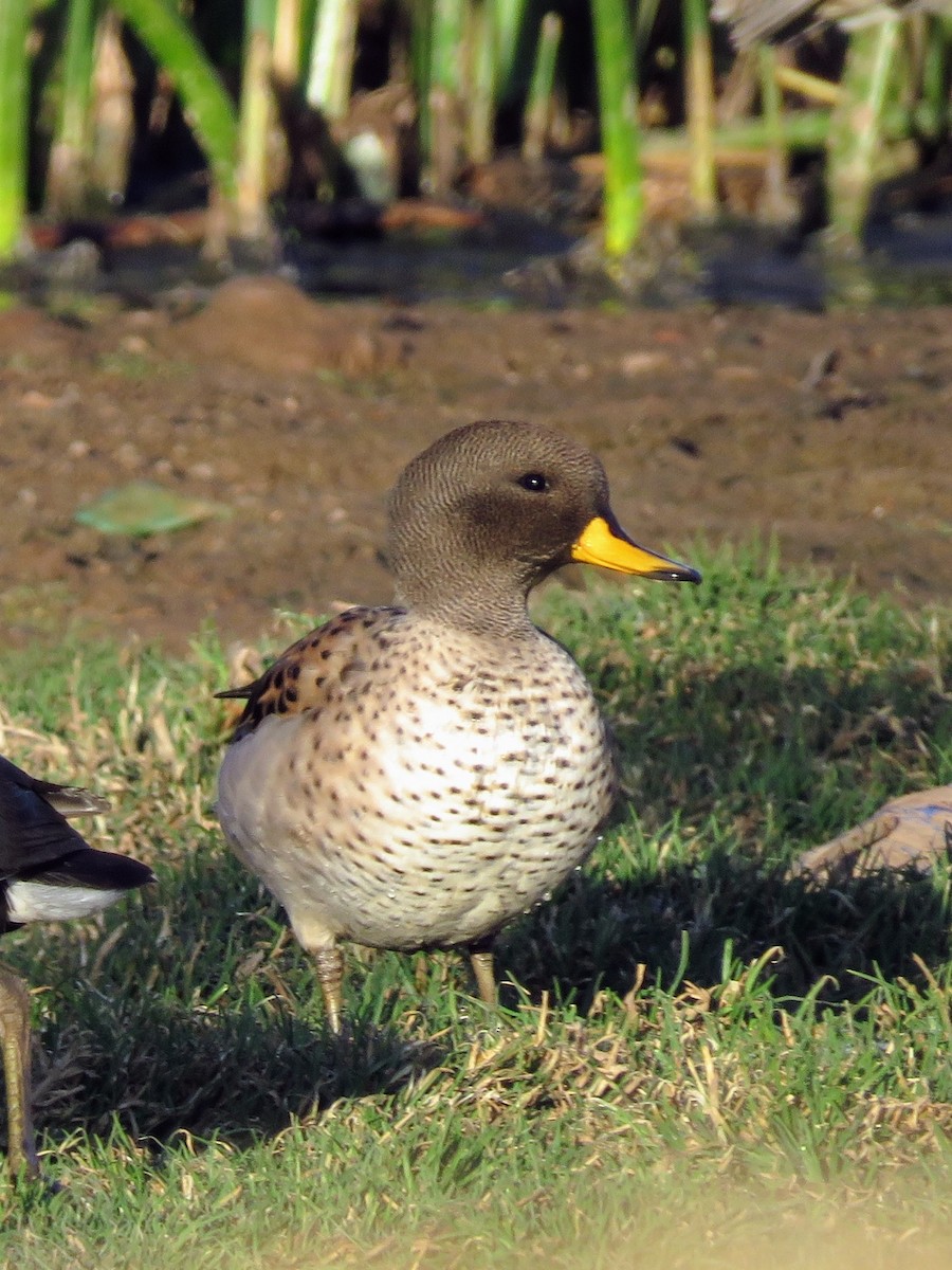 Yellow-billed Teal - ML620393921