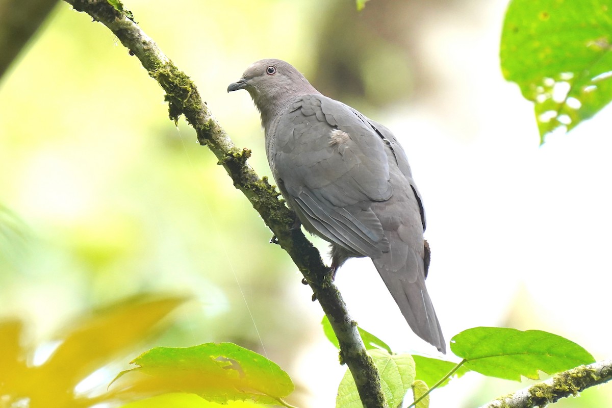 Pigeon vineux - ML620393924