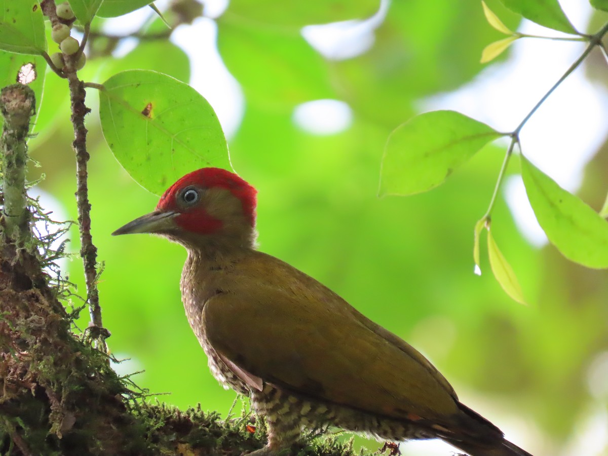 Rufous-winged Woodpecker - Jeff  Witters