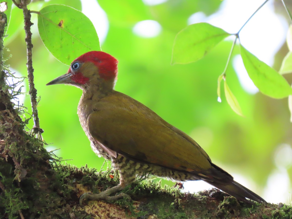 Rufous-winged Woodpecker - ML620393957