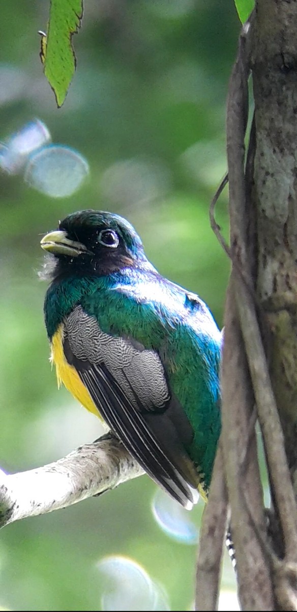 Northern Black-throated Trogon - ML620393971