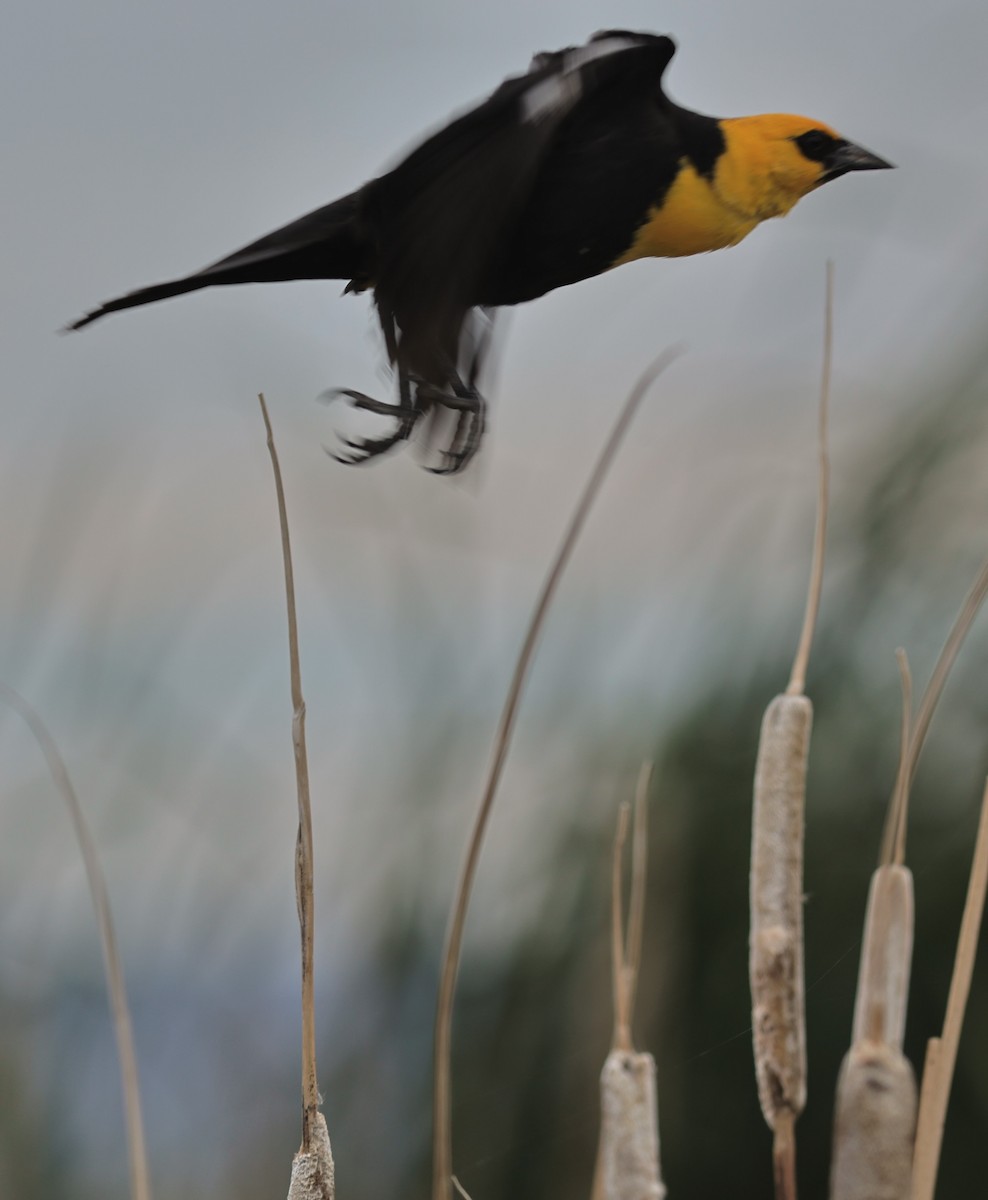 Yellow-headed Blackbird - ML620393973