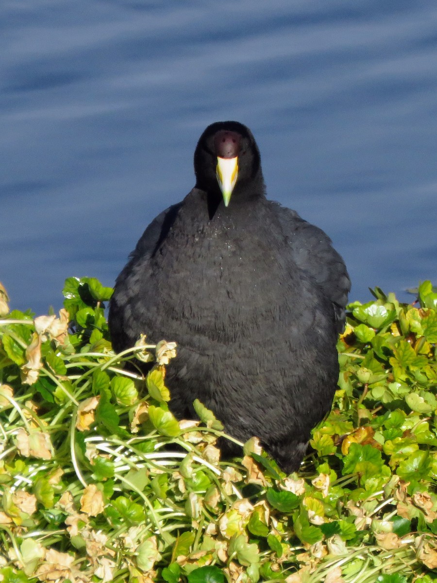 Slate-colored Coot - ML620393977