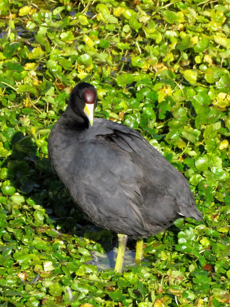 Slate-colored Coot - Ken Graves