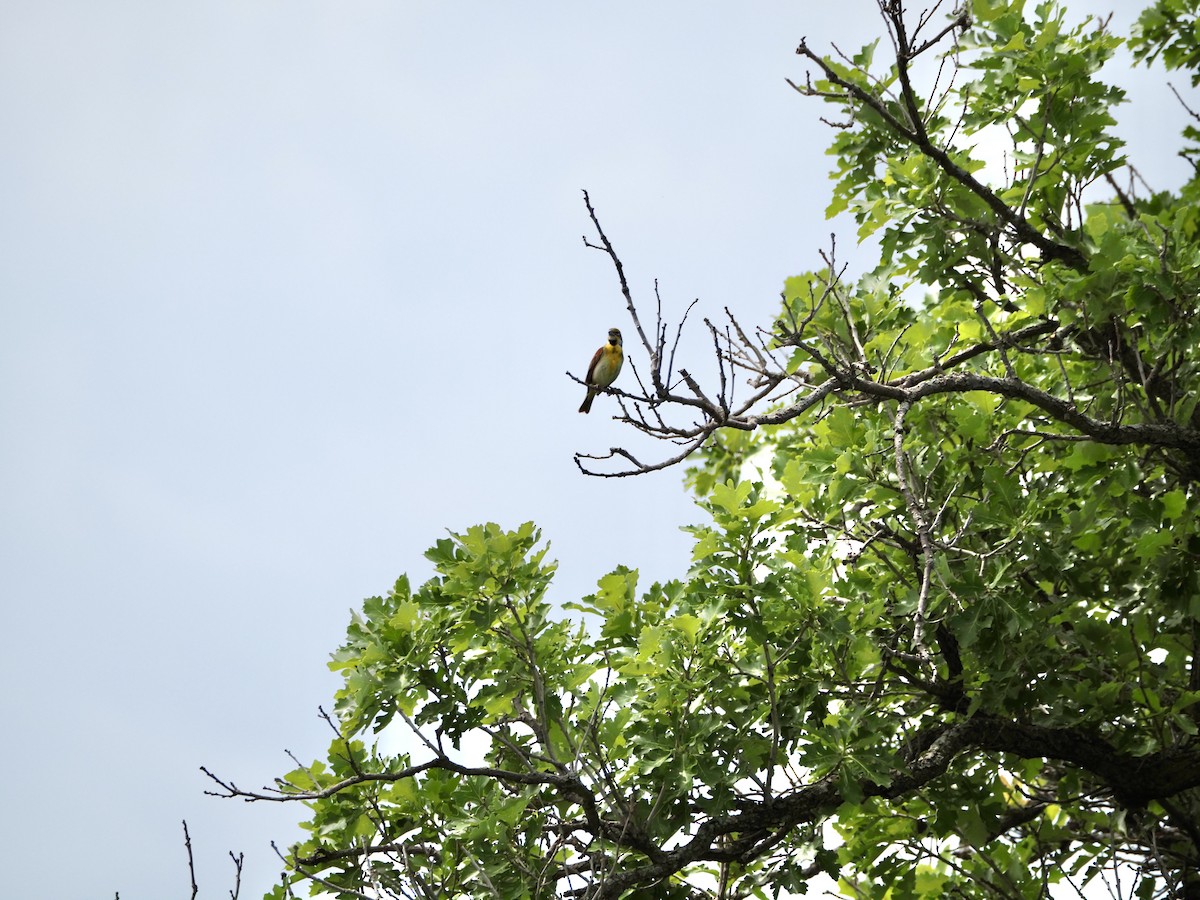 Dickcissel - ML620393981