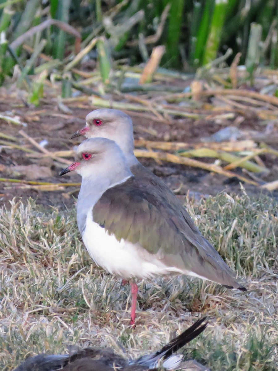 Andean Lapwing - ML620393983