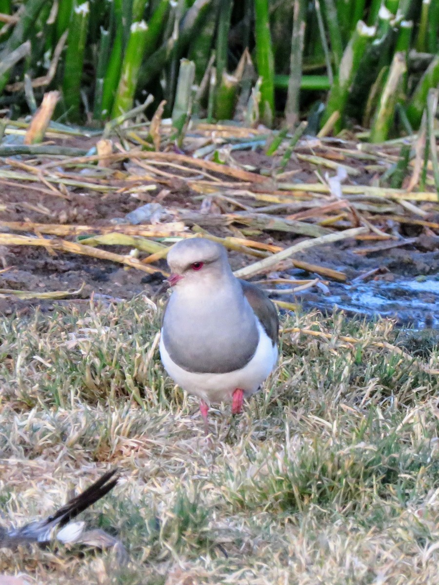 Andean Lapwing - ML620393984