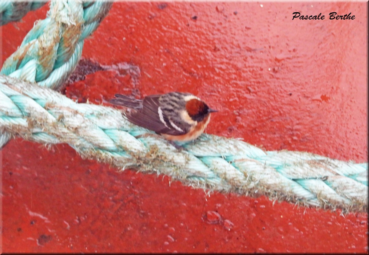 Bay-breasted Warbler - ML620394002