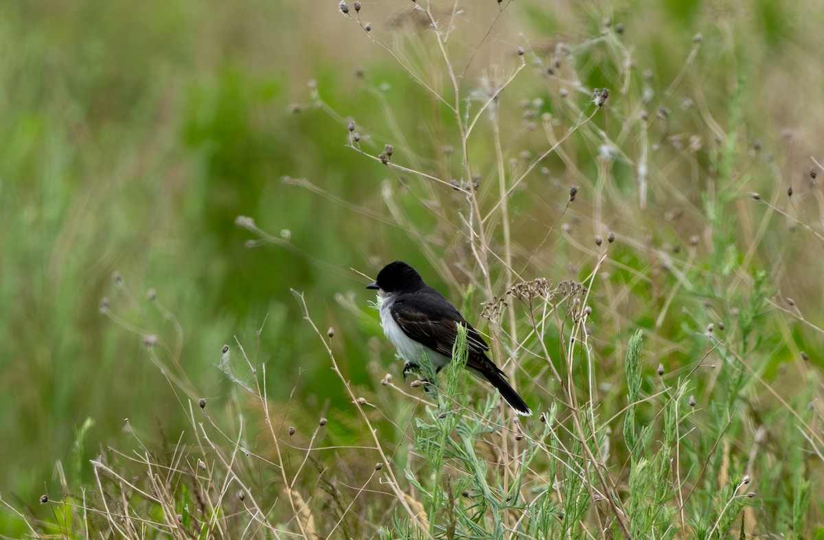 Eastern Kingbird - ML620394006