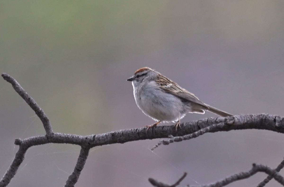 Chipping Sparrow - ML620394008