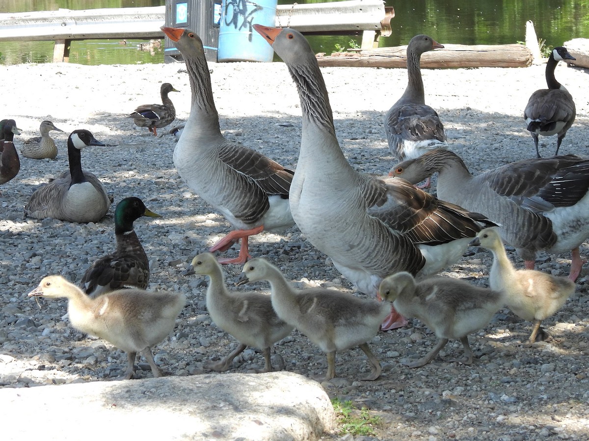 Graylag Goose (Domestic type) - ML620394012