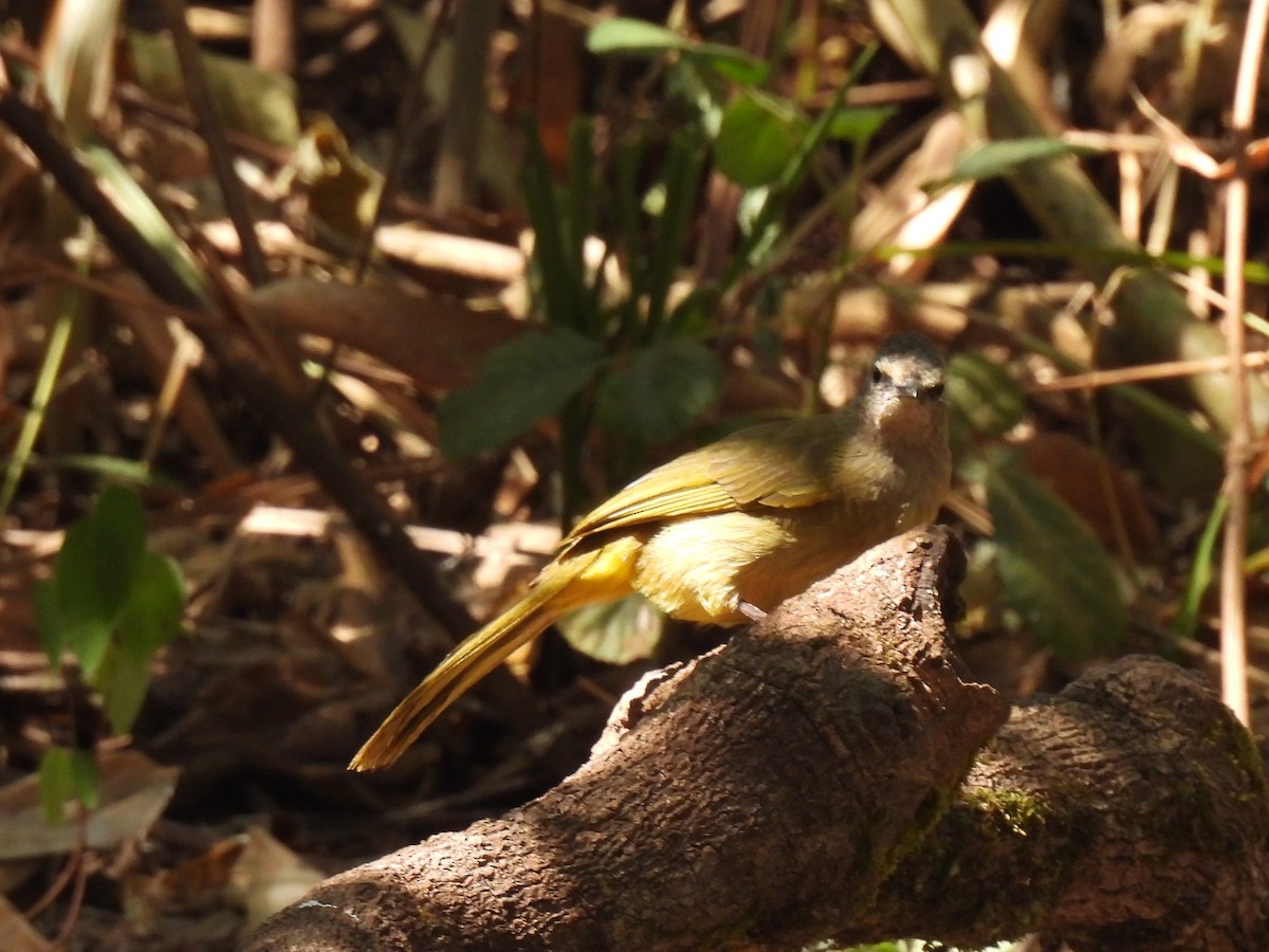 Flavescent Bulbul - ML620394013