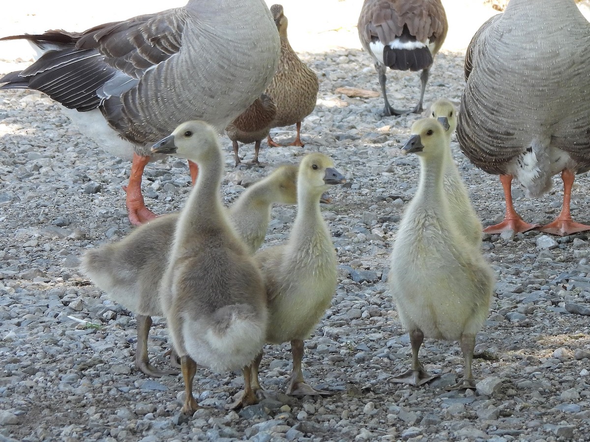 Graylag Goose (Domestic type) - ML620394022