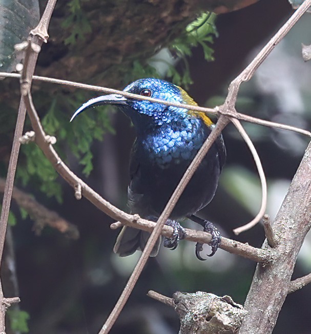 Blue-headed Sunbird - ML620394026