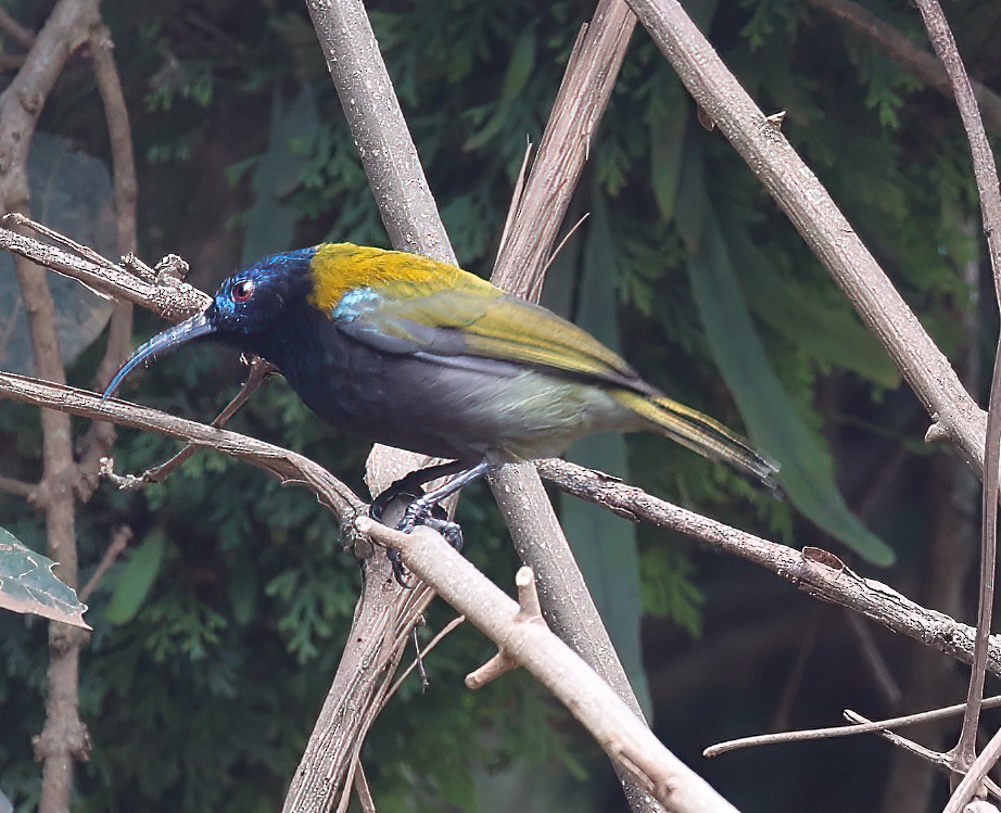 Blue-headed Sunbird - ML620394027