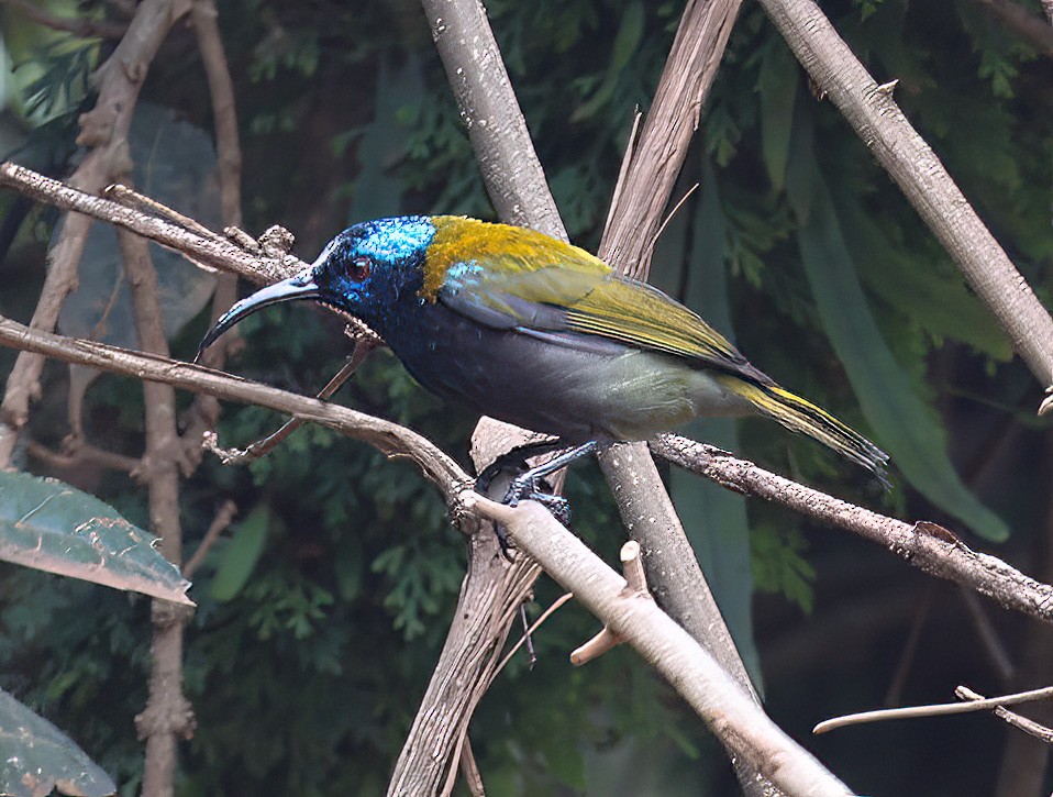 Blue-headed Sunbird - ML620394028