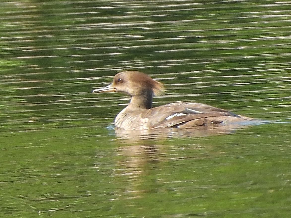 Hooded Merganser - ML620394036