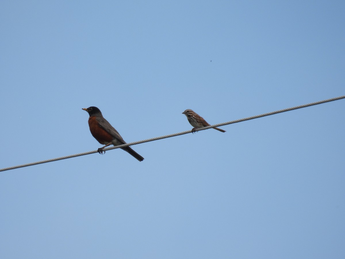 Song Sparrow - ML620394040