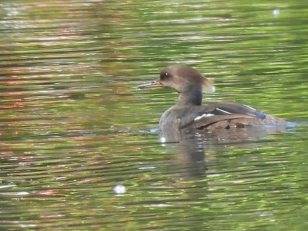 Hooded Merganser - Bill Nolting