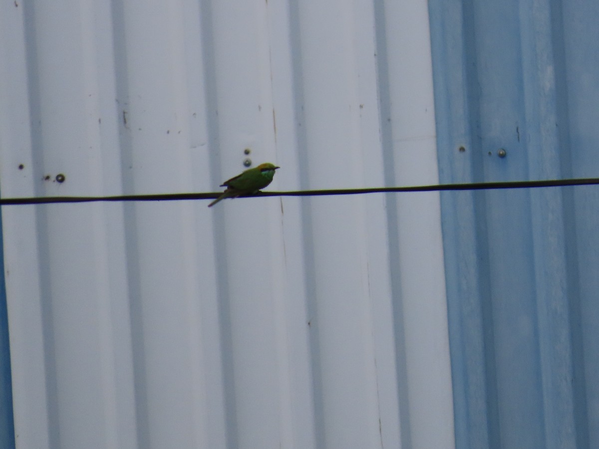 Asian Green Bee-eater - ML620394053