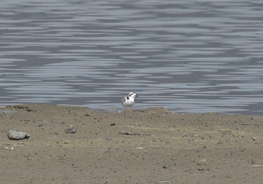 Snowy Plover - ML620394055