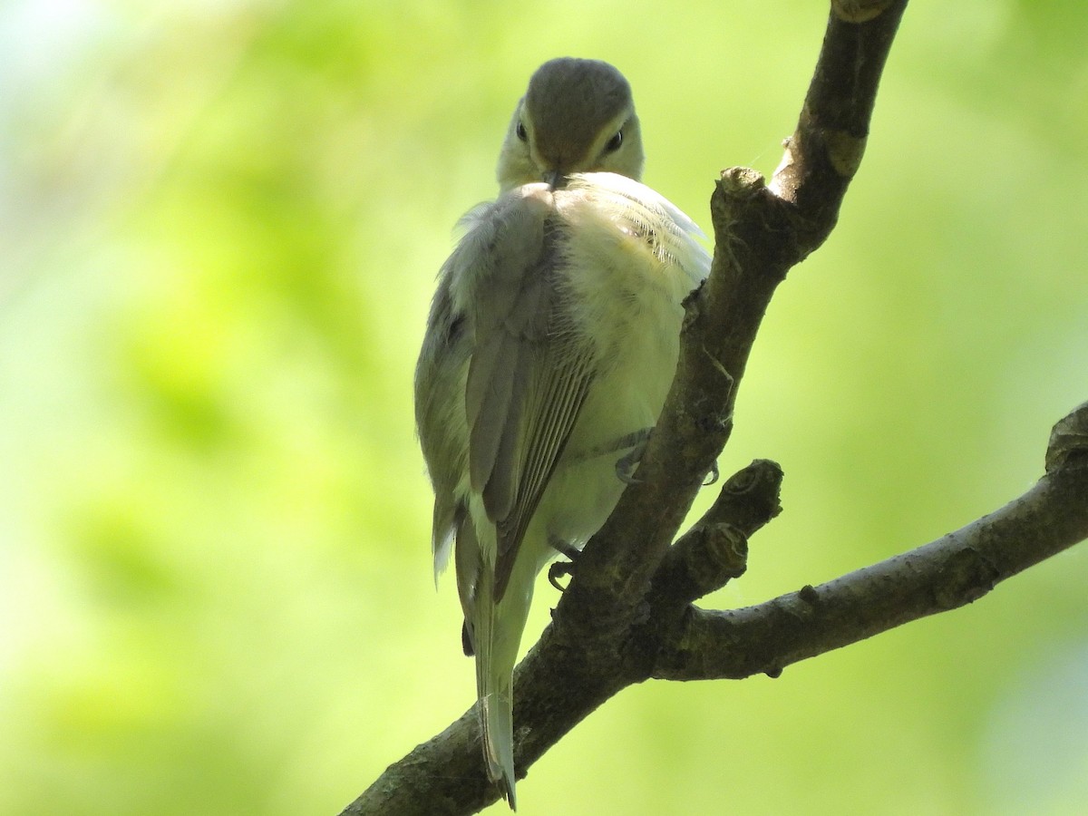 Warbling Vireo - ML620394058