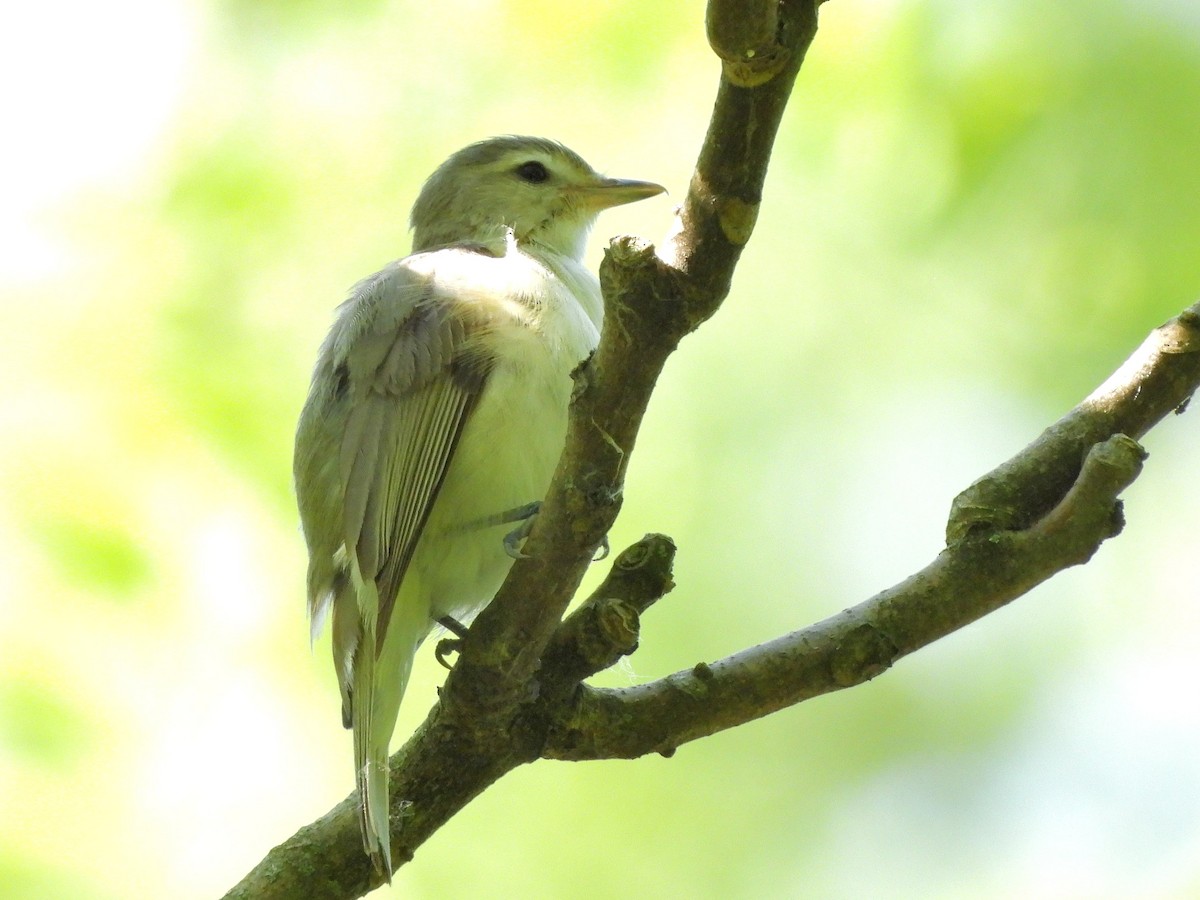 Warbling Vireo - ML620394059