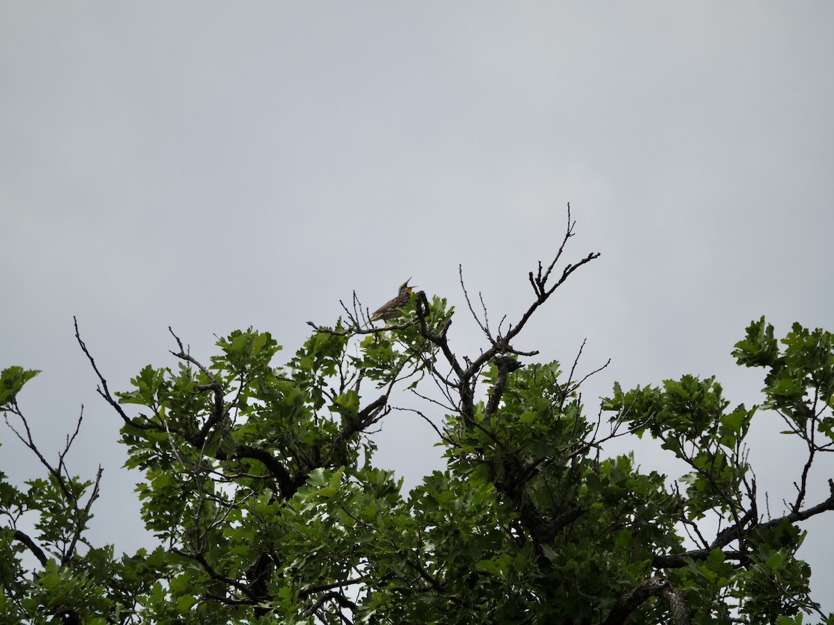 Eastern Meadowlark - ML620394060