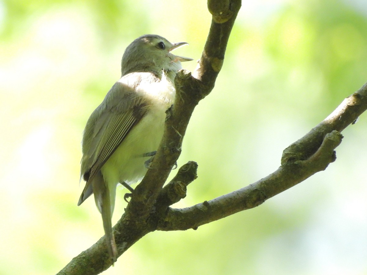 Warbling Vireo - ML620394063