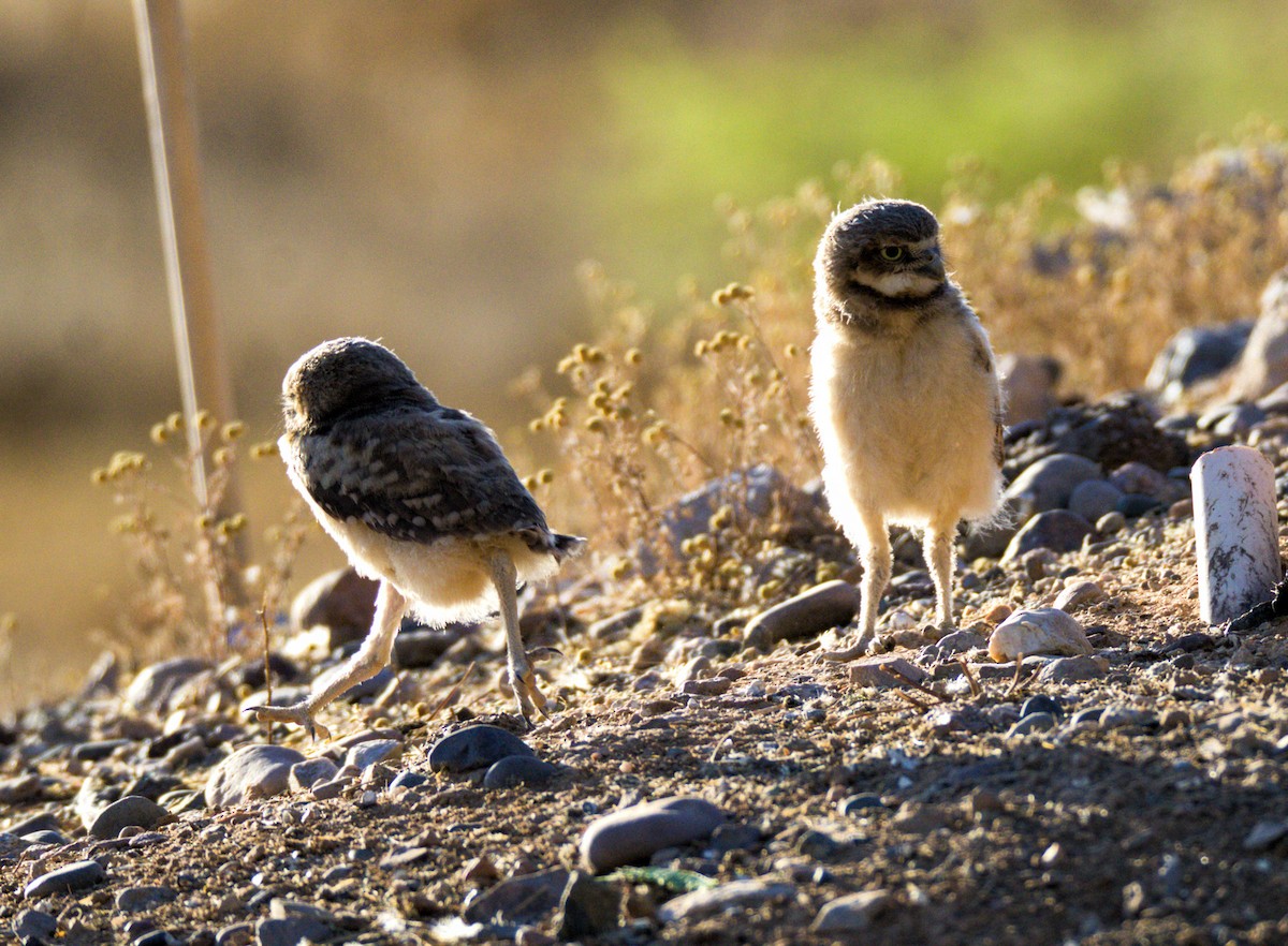 Burrowing Owl - ML620394079