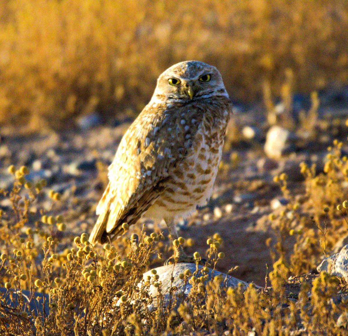 Burrowing Owl - ML620394084