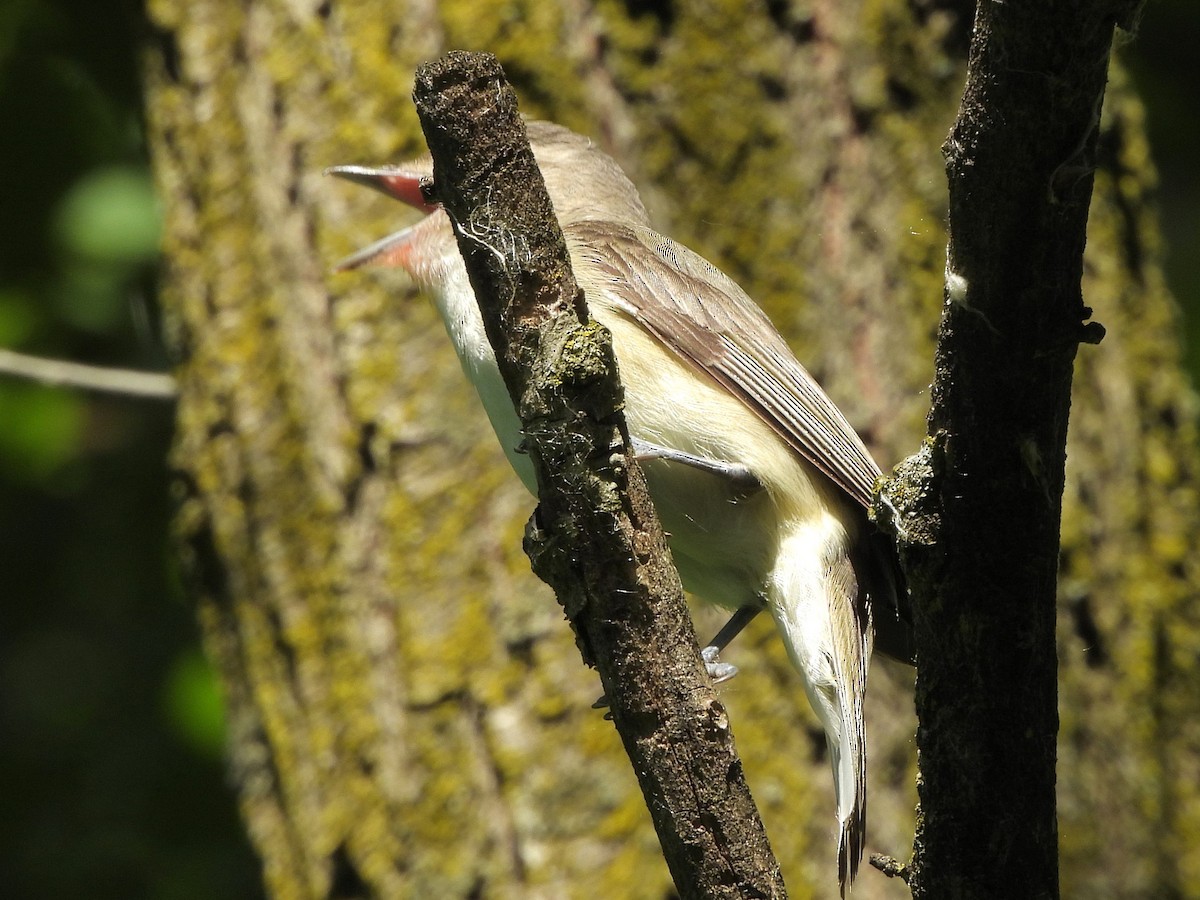 Warbling Vireo - ML620394088