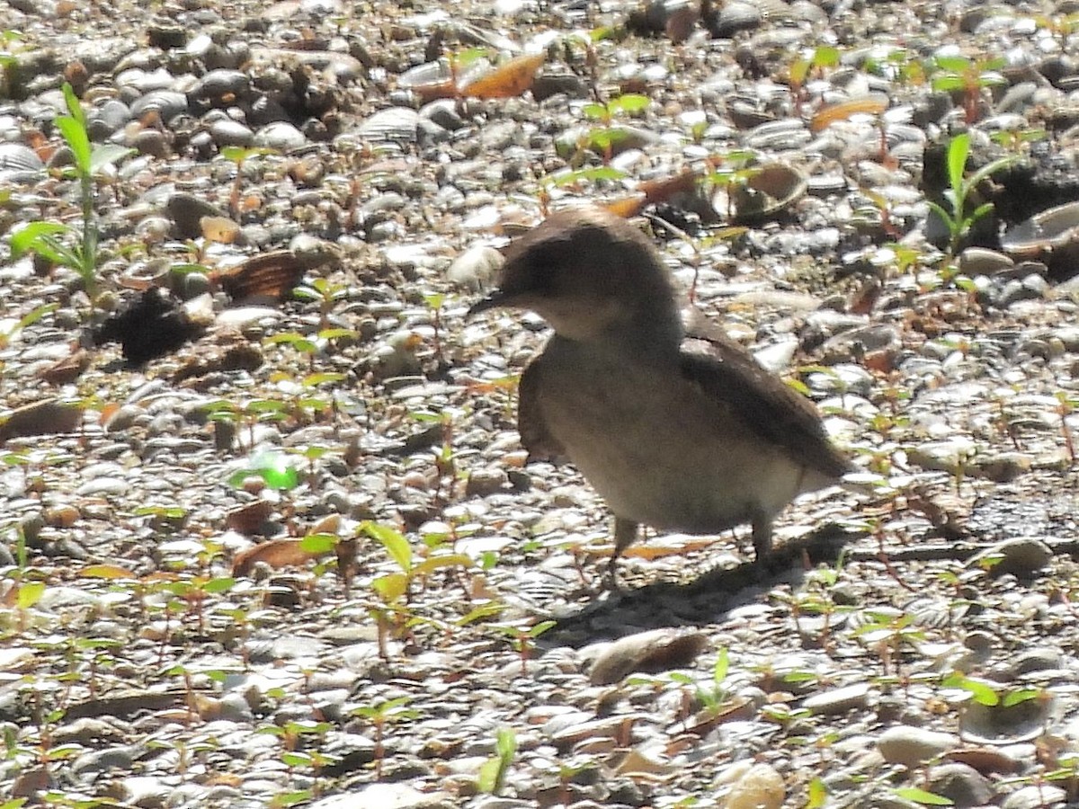 Hirondelle à ailes hérissées - ML620394093