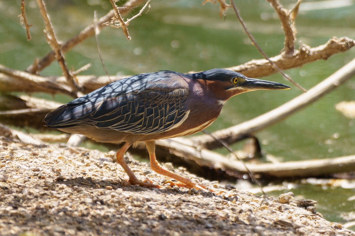 Green Heron - ML620394096