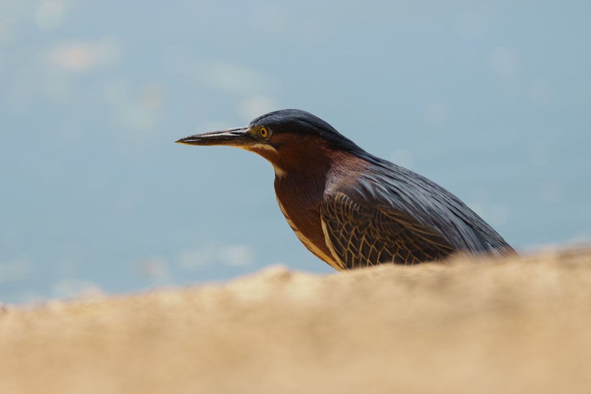 Green Heron - ML620394101