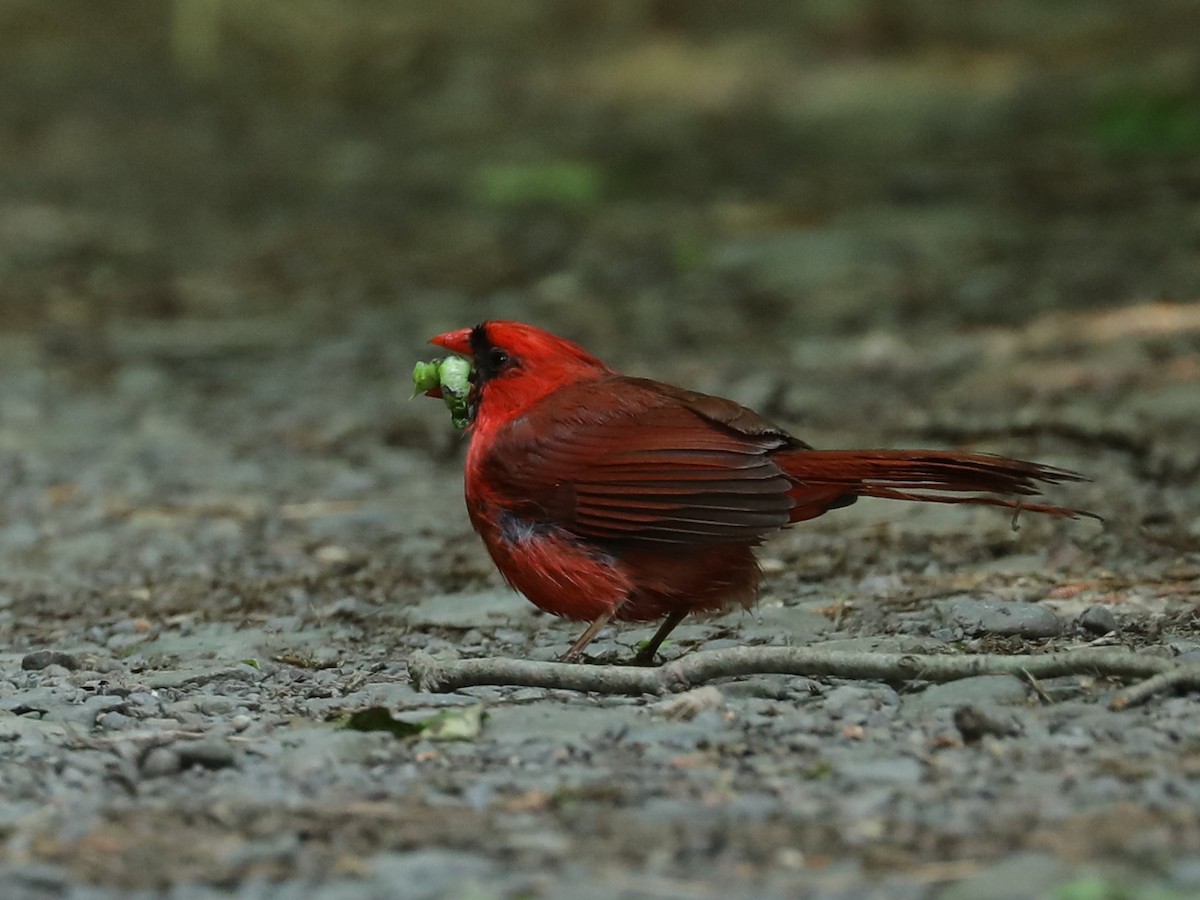 Cardinal rouge - ML620394105