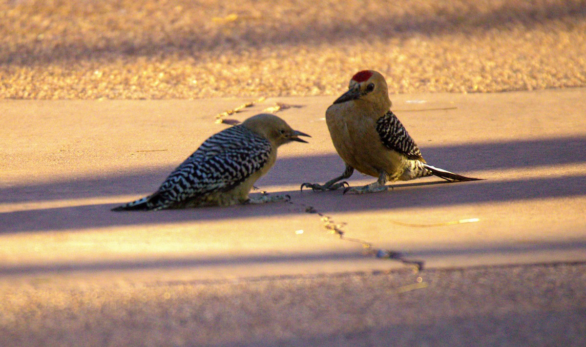 Gila Woodpecker - ML620394109