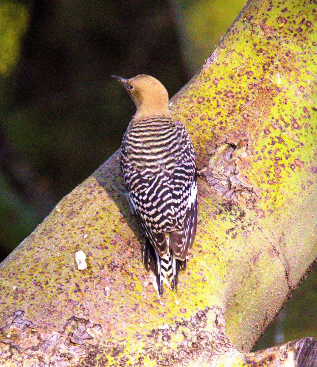 Gila Woodpecker - ML620394111
