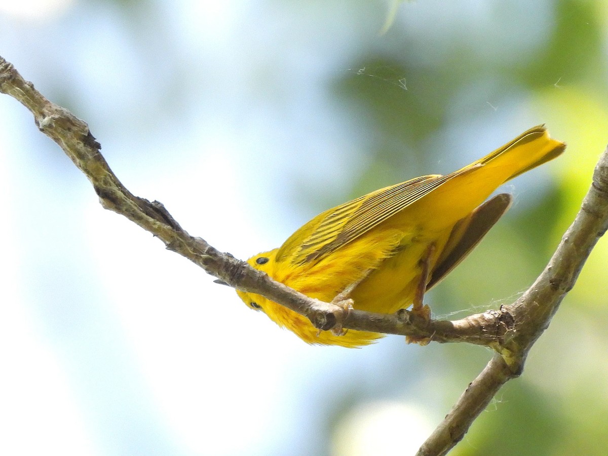 Yellow Warbler - ML620394118