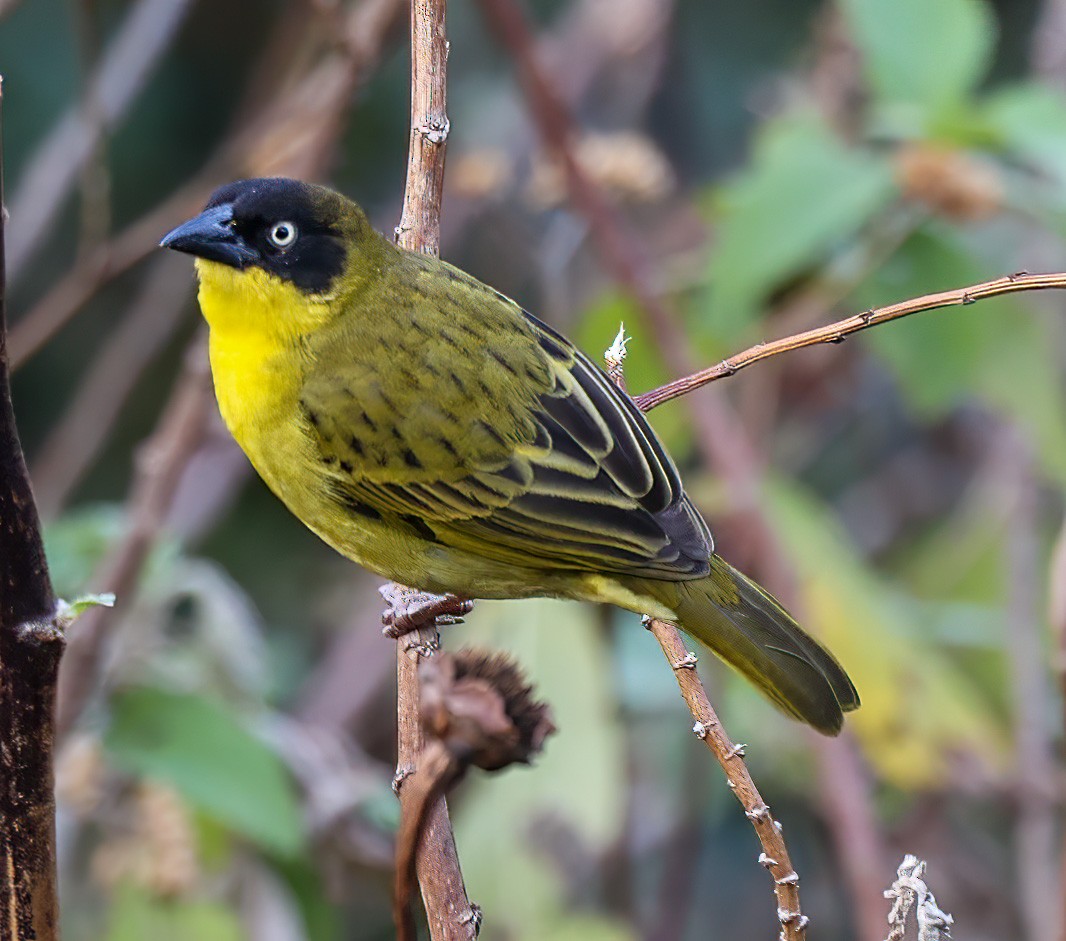 Baglafecht Weaver - ML620394122