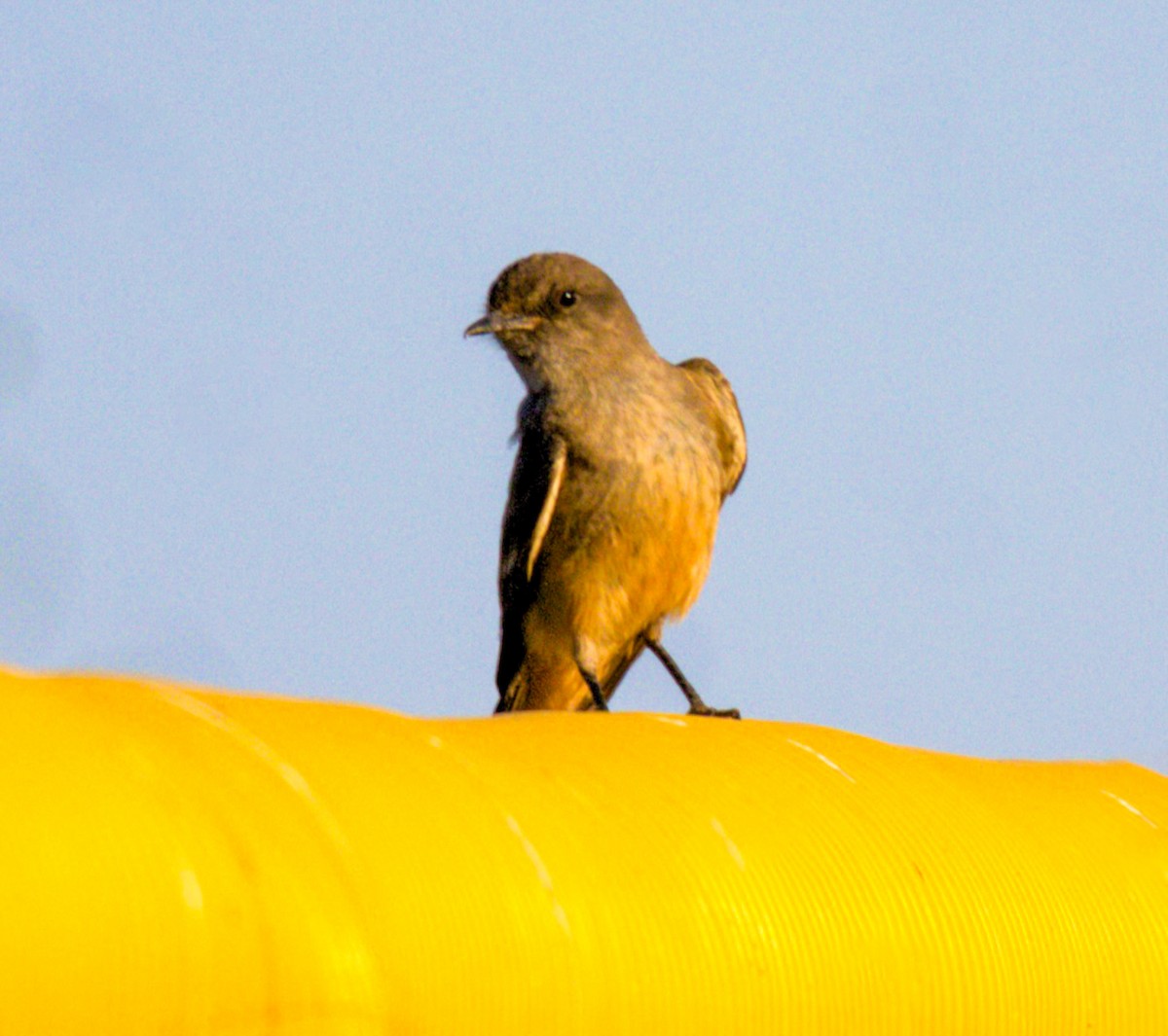 Say's Phoebe - ML620394128