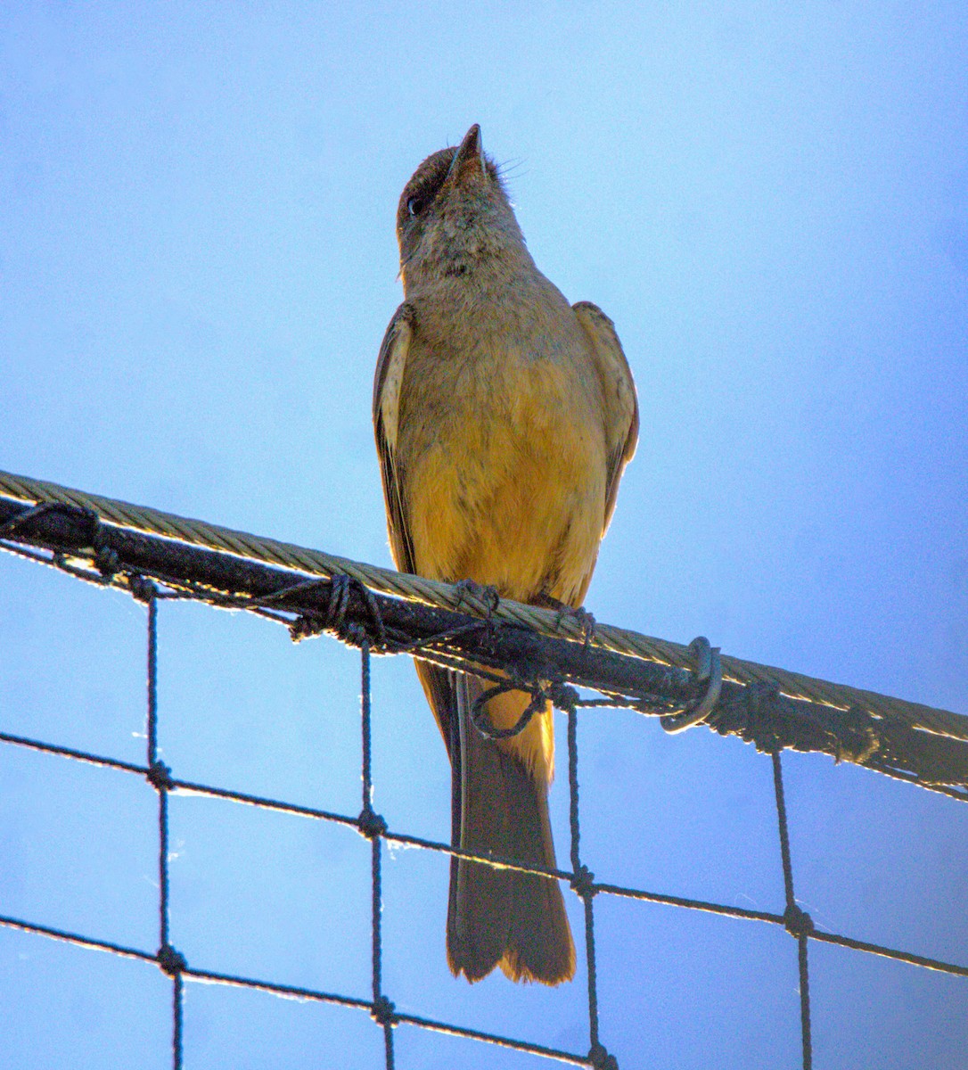 Say's Phoebe - ML620394130