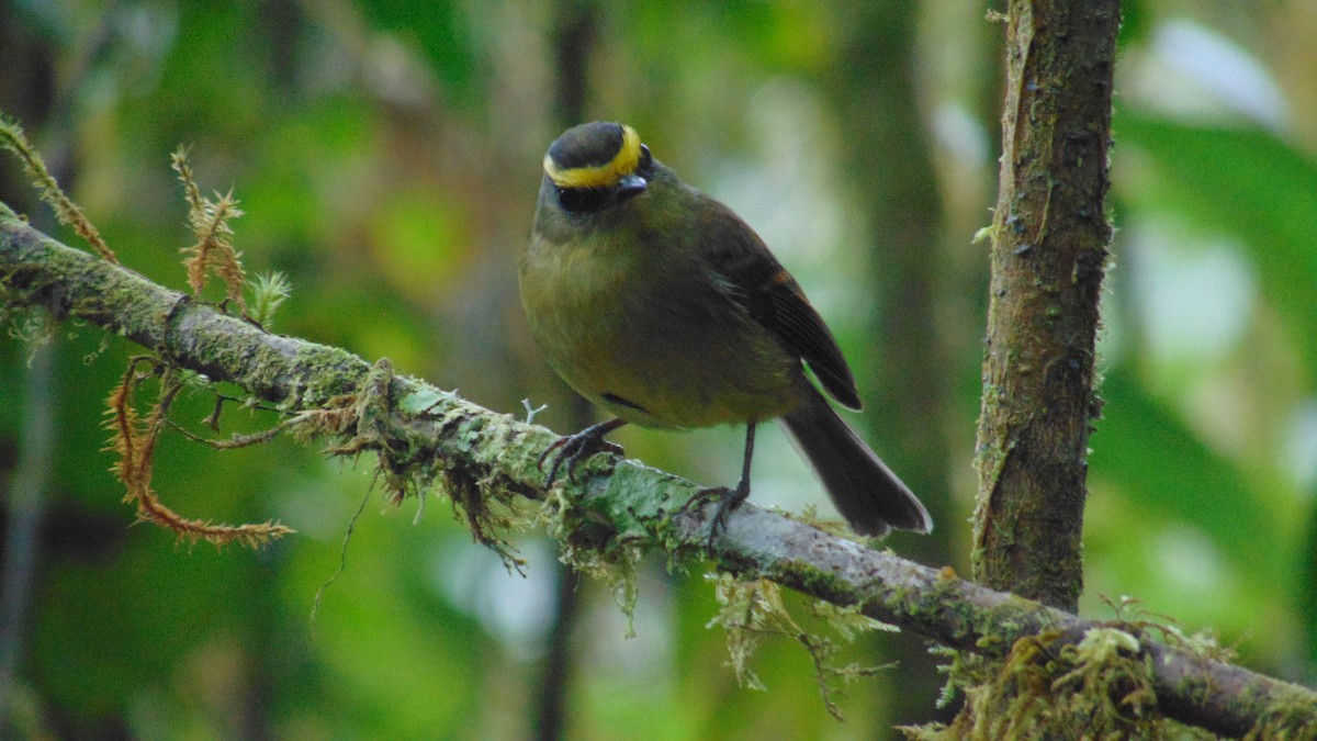 Yellow-bellied Chat-Tyrant - ML620394137