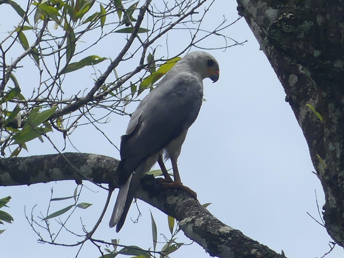 Gray Goshawk - ML620394167