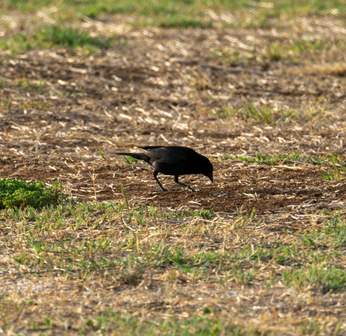 Bronzed Cowbird - ML620394169