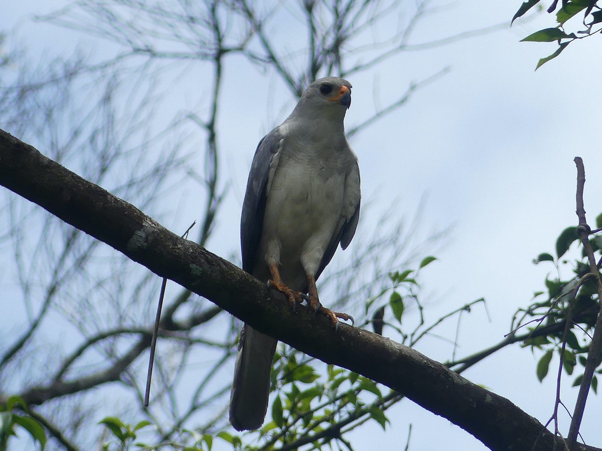 Gray Goshawk - ML620394170