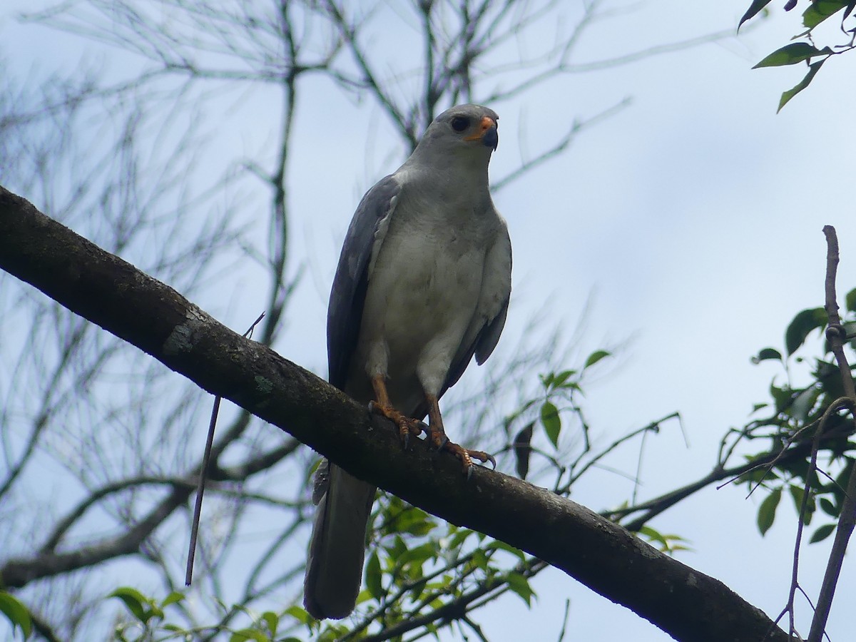 Gray Goshawk - ML620394171